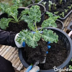 Accélérateur De Compost - 20 Kg Pour 100 À 400 M2 / 20 M3 - Pour Un Compost De Meilleure Qualité En Moins De Temps - Organifer