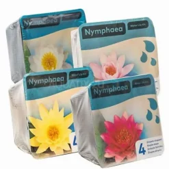 Kit Nénuphar - plante aquatique pour bassin - Jaune - Moerings