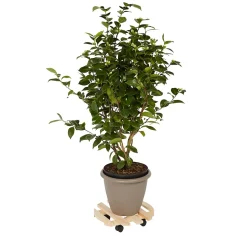 Plateau de manutention rond Diall 80 kg